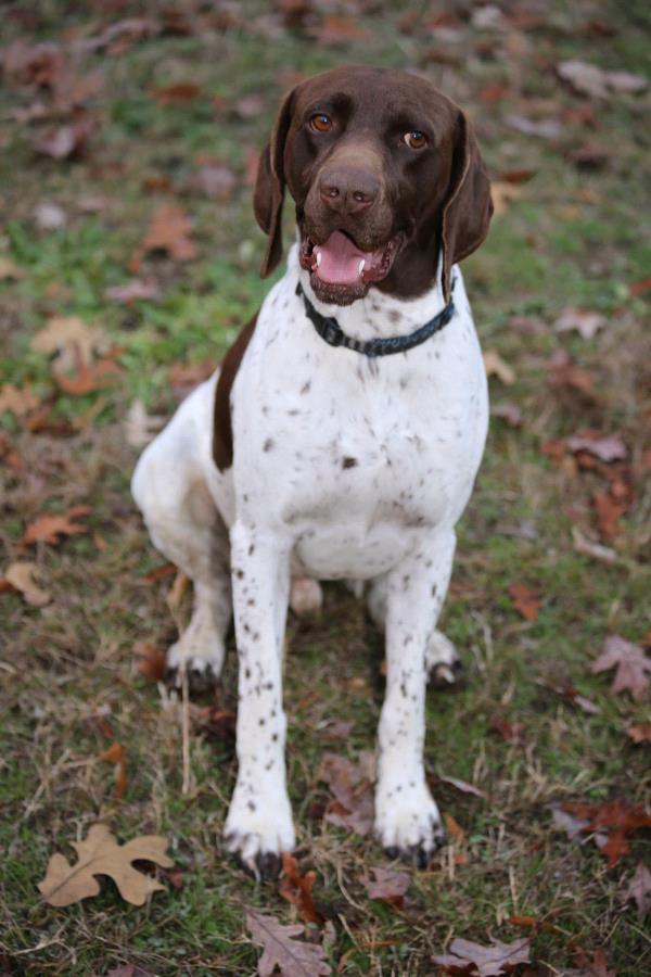 /Images/uploads/Southeast German Shorthaired Pointer Rescue/segspcalendarcontest2018/entries/9090thumb.jpg